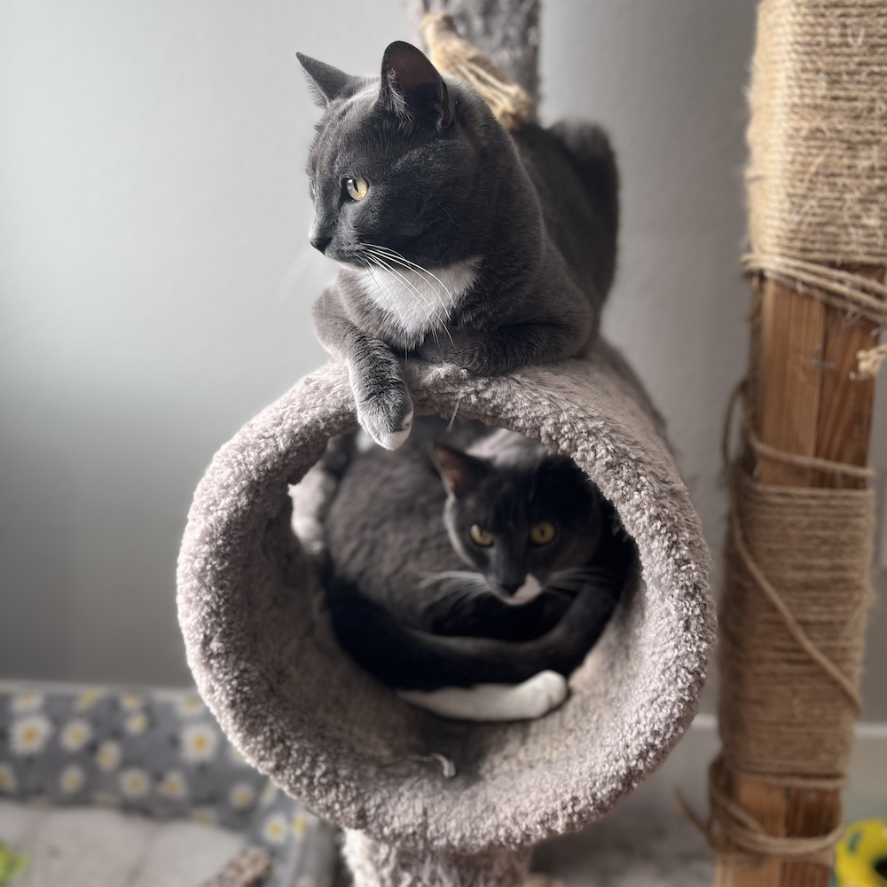 Jai's cats